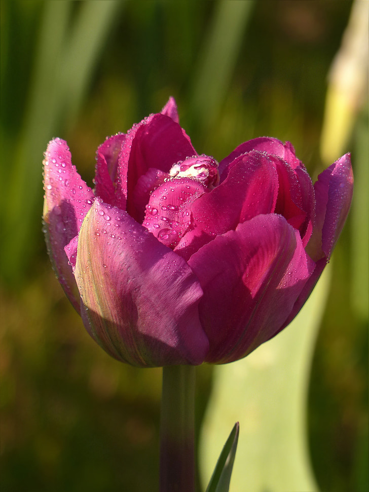 bunga, Tulip, merah muda, malam matahari, Tutup
