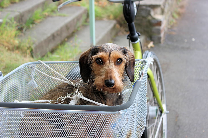 šuo, kaninchen Taksas, wildcolour, dviratis, krepšys, gatvė