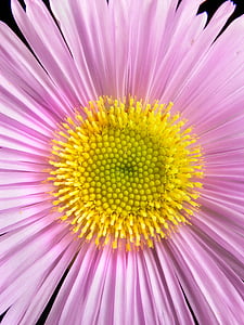 wild flower, pink, yellow, macro, flower, plant, nature