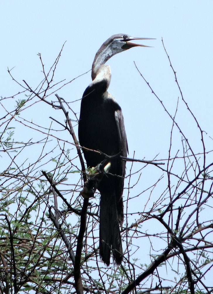 skėtė, snakebird, waterbird, anhingidae, paukštis, Bharatpur nacionalinis parkas, Indija