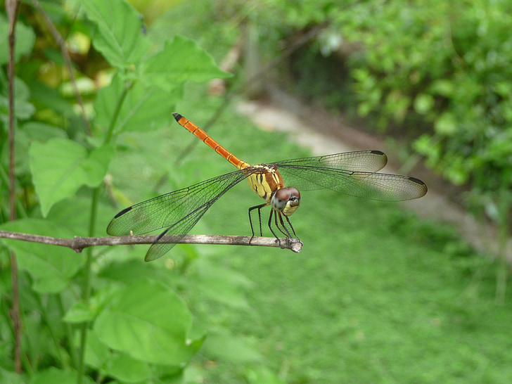 Dragonfly, hmyz, křídla, Chyba