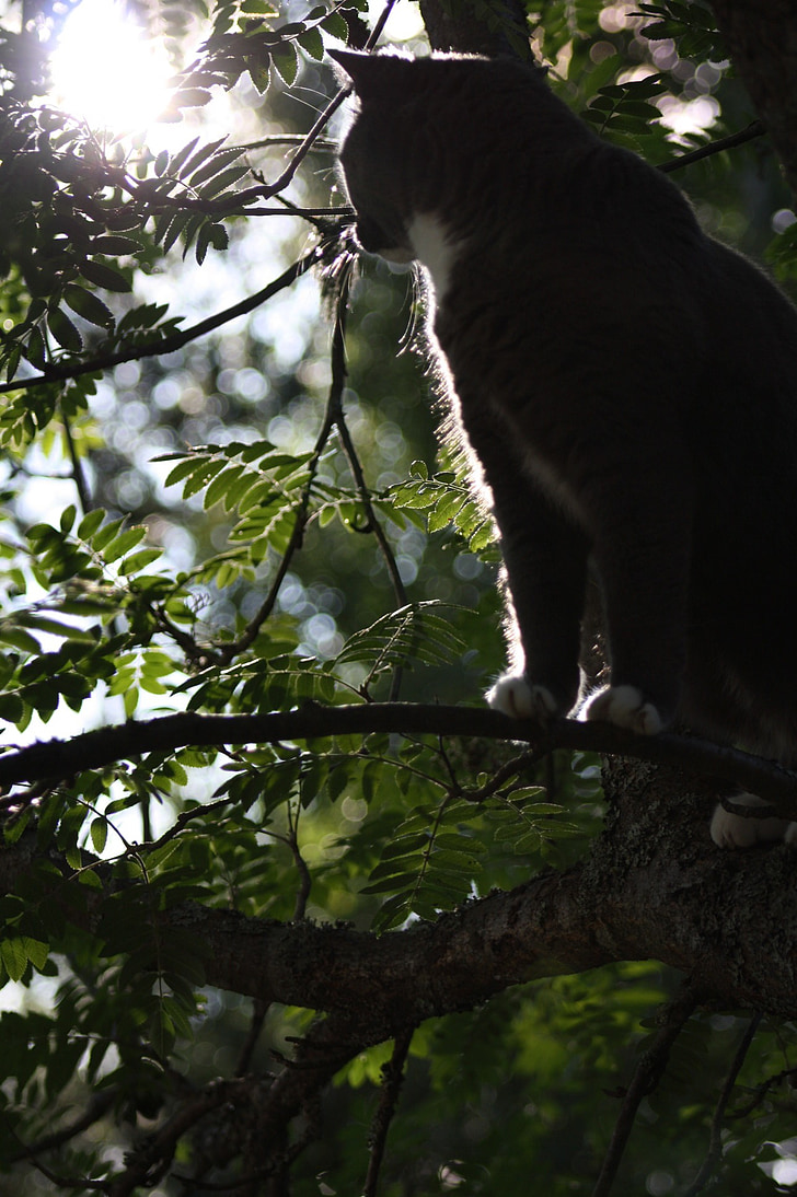 kočka, Titus, zvířata, kočkovitá šelma, strom, kočka v stromu, slunce