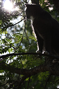 кошка, Тит, Животные, кошачьи, дерево, кошка в дереве, Солнце