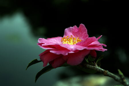 camellia, peach-red color, powder, flower, petal, pink color, no people