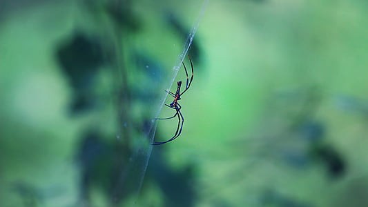 spider, forest, green, n, insect, nature, wild