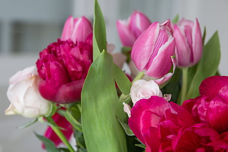 květiny, Pivoňka, tulipány, růže, kytice, barevné, kytice