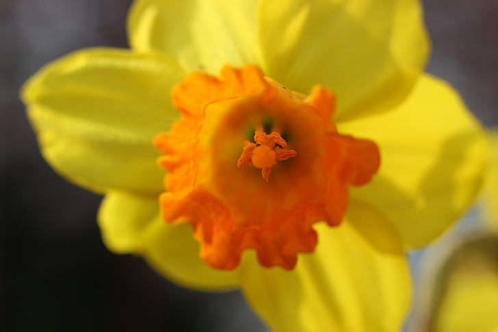 Narcis, Narcis, jaro, žlutá, květ, Bloom, Příroda