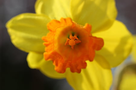 Narciso, Narciso, primavera, amarillo, flor, floración, naturaleza