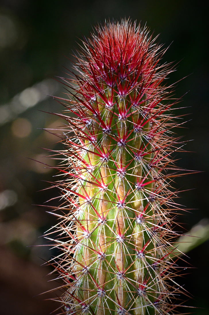 cactus, verd, natura, Espinosa
