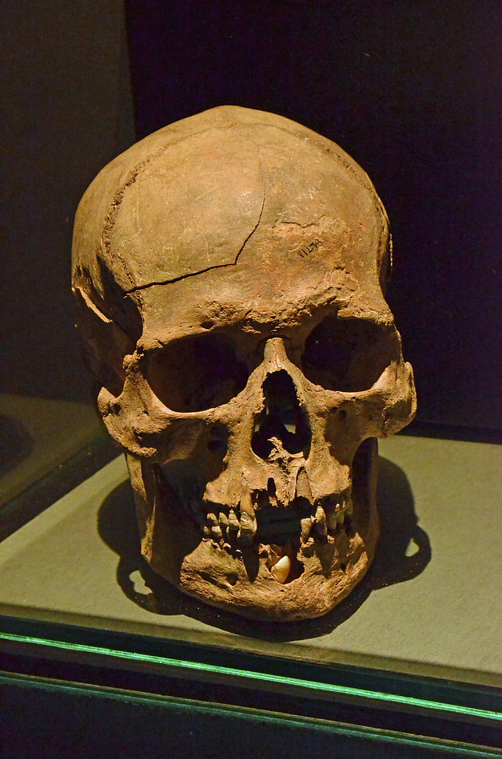 skull, skeleton, head, eye socket, teeth, death, museum
