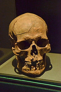 skallen, skjelett, hodet, øye-kontakt, tenner, død, Museum