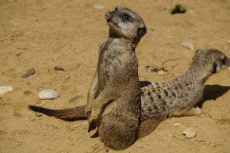 Meerkat, drăguţ, lumea animalelor, nisip, gradina zoologica, uscat, curios