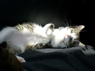 katė, gulėti, naminė katė, naminių gyvūnėlių, mielas, Poilsio, balta