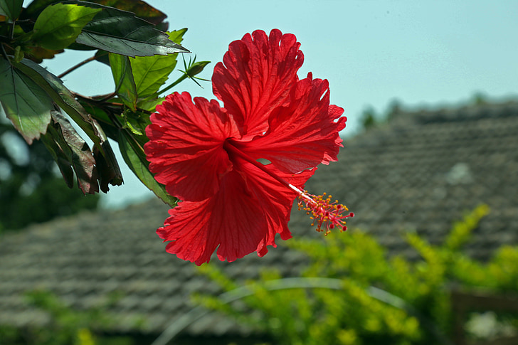Hibiscus, hashigo梧, Okinawa, blomster, hage, anlegget, natur