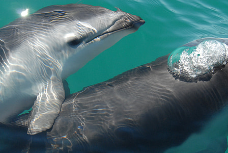 Delfín oscuro, mar, Océano, agua, naturaleza, fuera de, Close-up