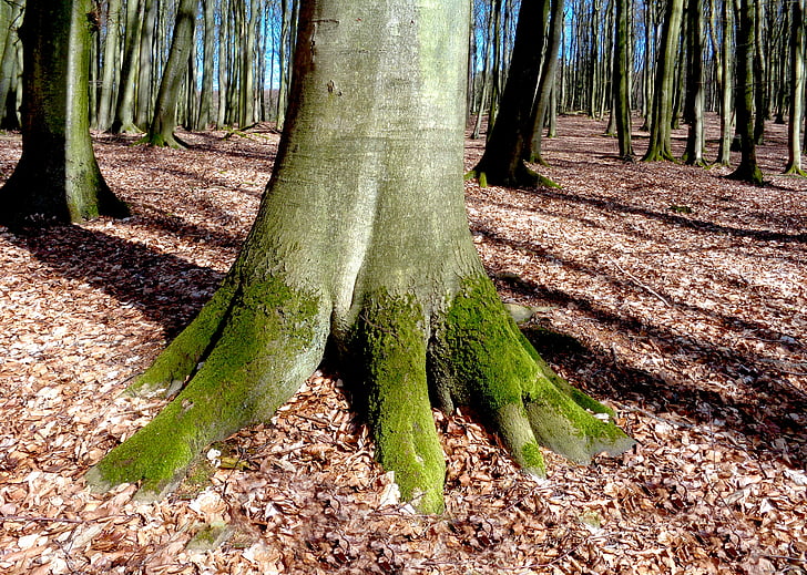 drzewo, Buk, lasu, nastrój, Natura, wiosna, Dziennik