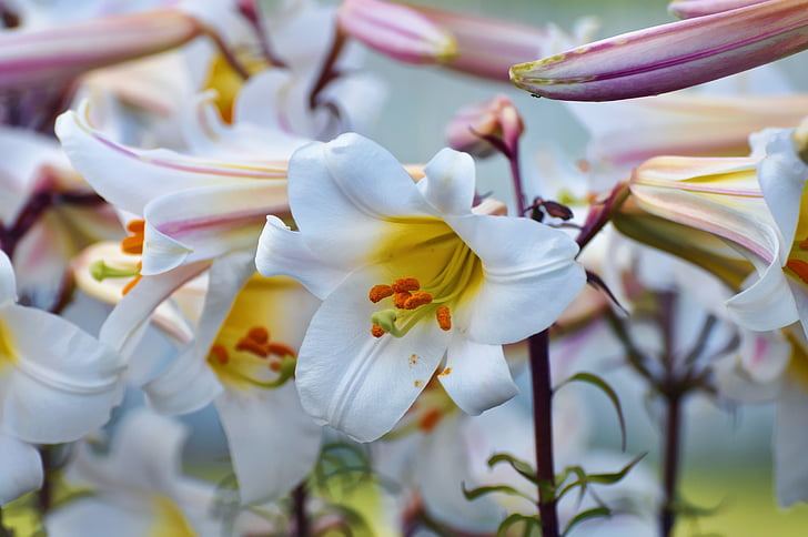 alb, polen, stamen, floare