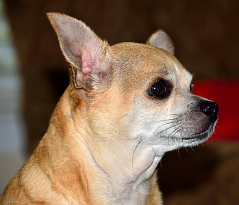 Chihuahua, cão, animal de estimação filhote de cachorro, pequeno, bonito, Perfil, orelhas