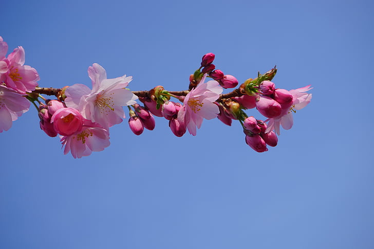cirerers japonès, flors, Rosa, branca, cirera japonesa amb flors, cirera ornamental, cirera japonesa