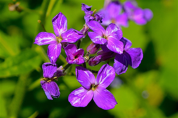 flor, púrpura, naturaleza, primavera, planta, Blanco, natural