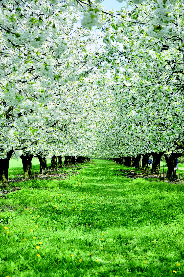 Virágszálnak Apple, almafák, virágok, fák, fa, szerves, mezőgazdaság
