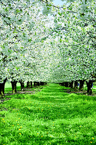apple blossom, apple trees, flowers, trees, tree, organic, agriculture