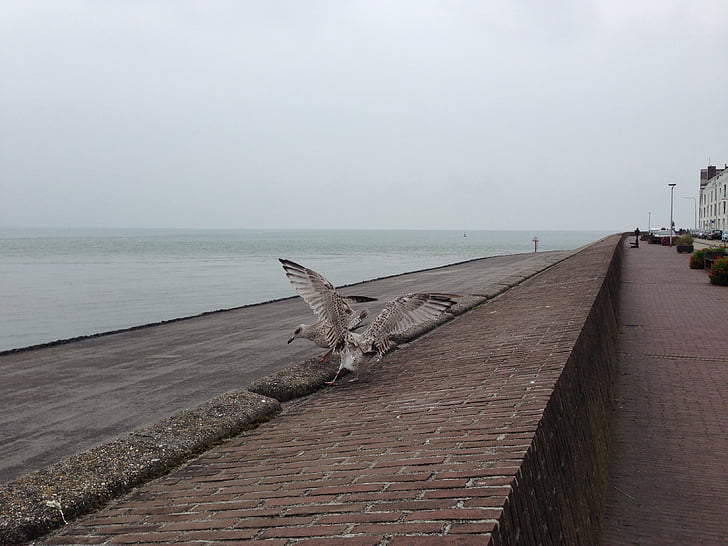 Gaivota, jovens de gaivotas, garota, Vlissingen, Zelândia, Países Baixos, mar