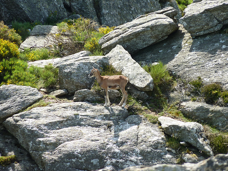 bighorn sheep, rocks, nature, animal, caroux, mountains, herbivore