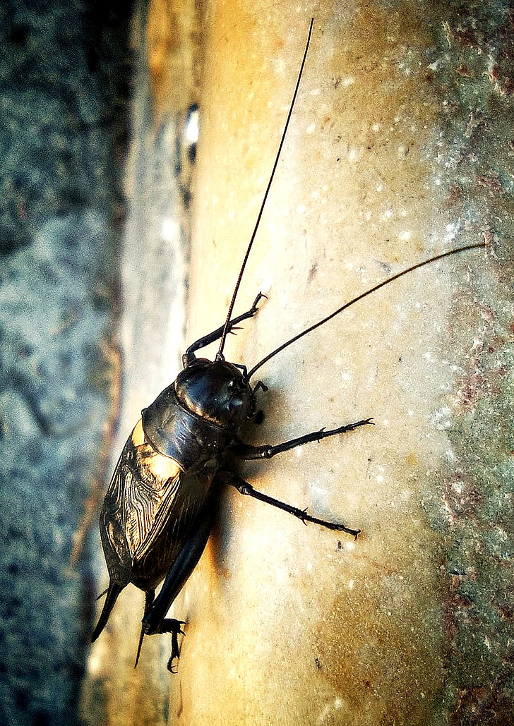 Cricket, insectos, cantor, antenas, negro, macro, naturaleza