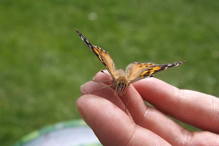πεταλούδα, χέρι, φτερά, λεπτή, σώμα, Όμορφο, άγρια φύση