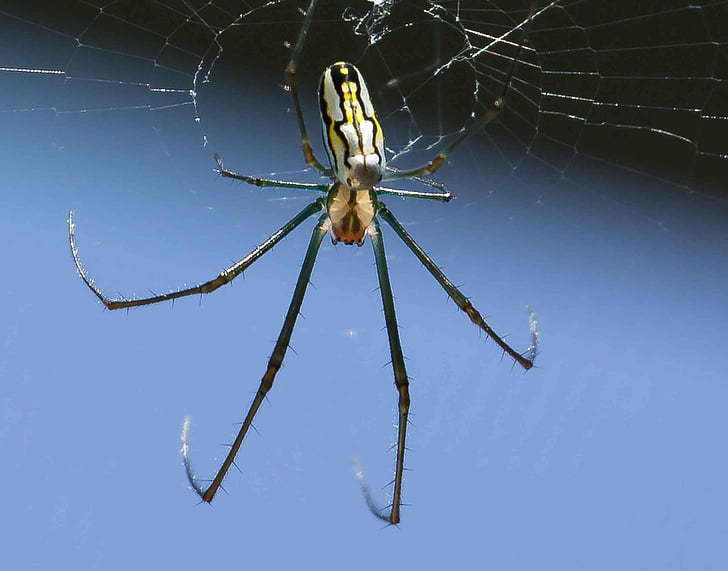 pajek, banana, Web, prosto živeče živali, insektov, noge, ena žival