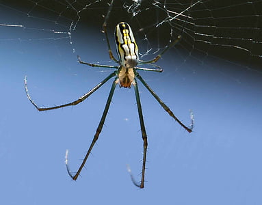 örümcek, muz, Web, yaban hayatı, böcek, bacaklar, bir hayvan