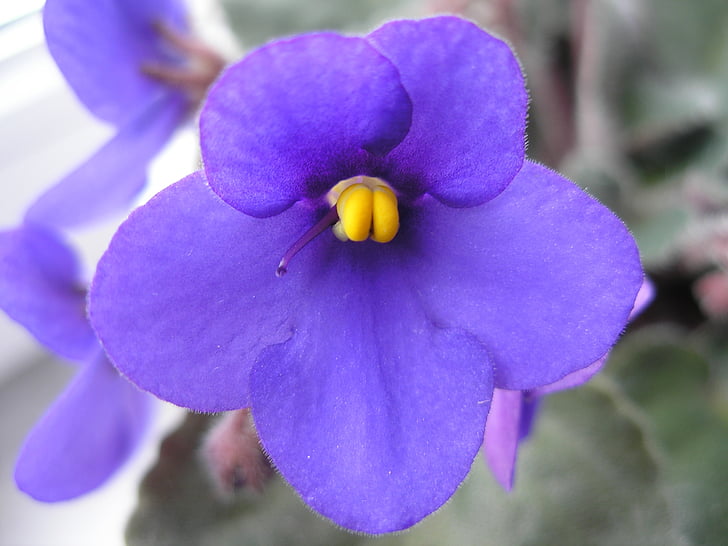 violeta, porpra, fotografia de macro