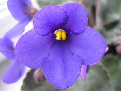 violet, purple, macro photography