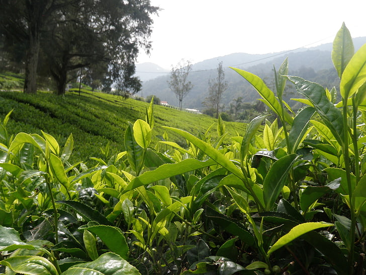 čaj, Príroda, Bush, Zelená, poľnohospodárstvo, Plantation, Ázia