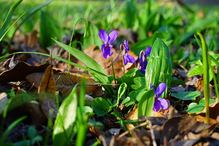 Wald violett, Violet, blomma, Blossom, Bloom, våren, budbärare för vår