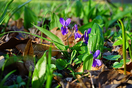 Wald vijolično, vijolična, cvet, cvet, cvet, pomlad, znanilec pomladi