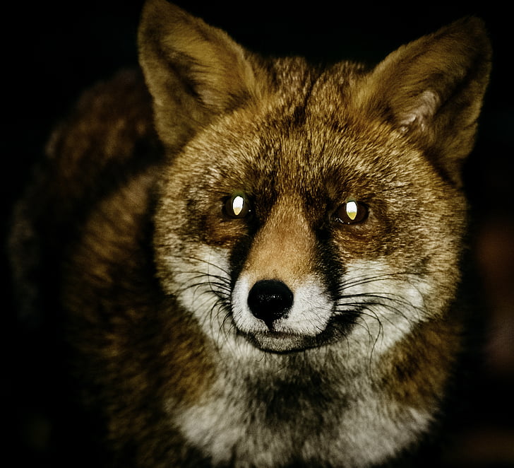 Fox, rubah merah, malam, satwa liar, hewan, merah, bulu