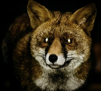 Fox, zorro rojo, noche, flora y fauna, animal, rojo, piel