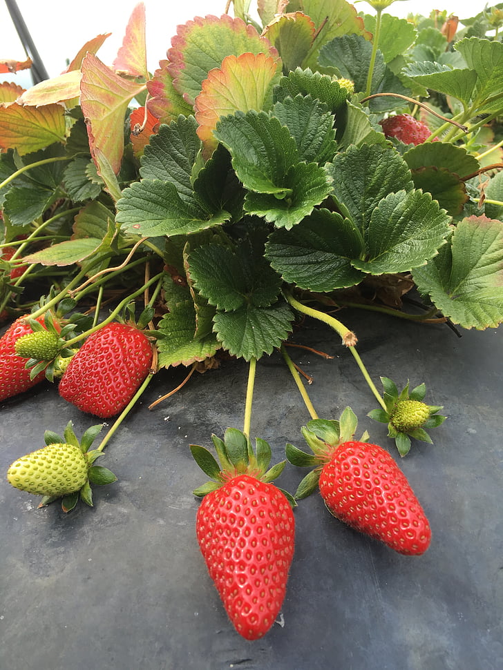 maasikas, taim, küps, puu, toidu, värskuse, lehed