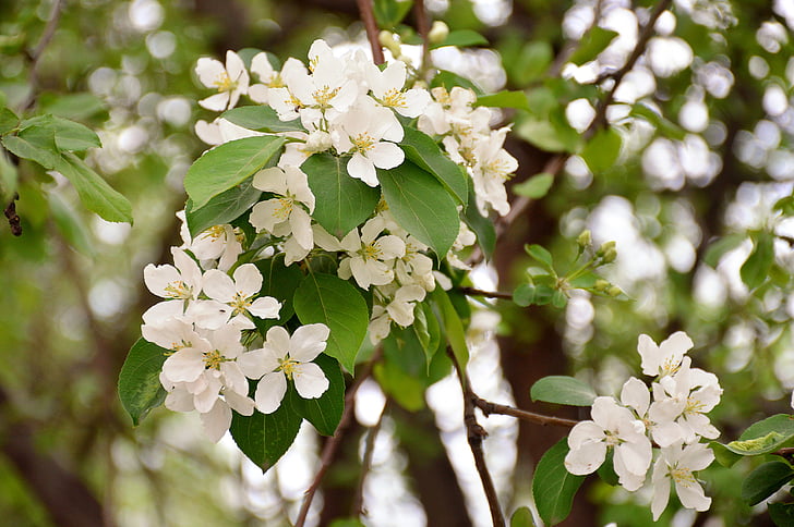 Apfelbaum, Frühling, Grüns, Bloom, weiße Farbe, Mai, Natur