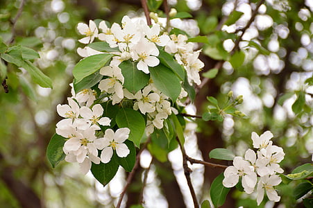 árvore de maçã, Primavera, verdes, flor, cor branca, Maio, natureza