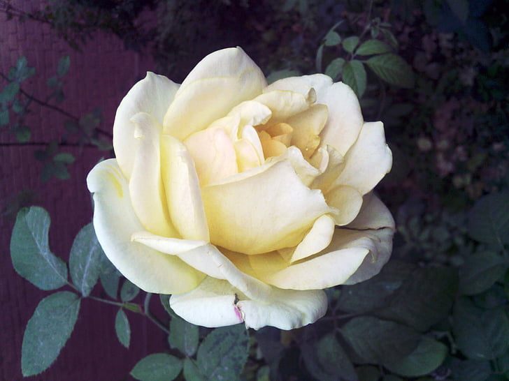 fiore, rosa, giallo chiaro