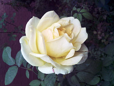 flor, Rosa, groc clar