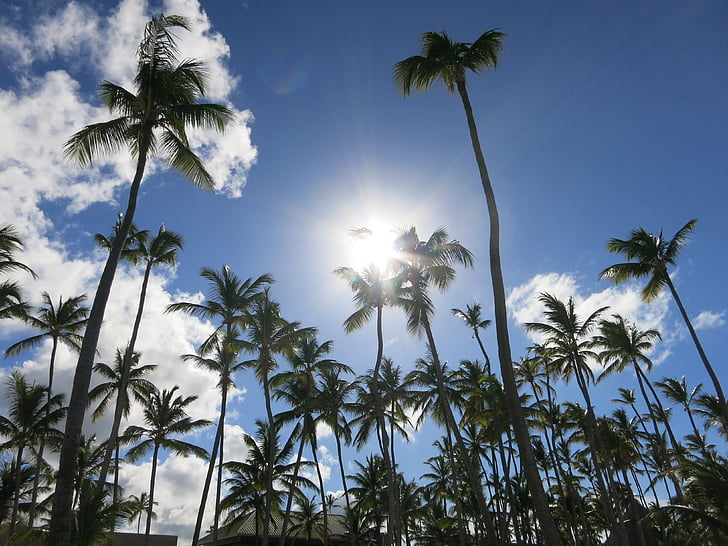 palmeiras, Caribe, República Dominicana, férias, paraíso