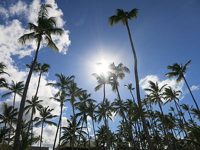 palmy, Karaiby, Dominikana, wakacje, Raj