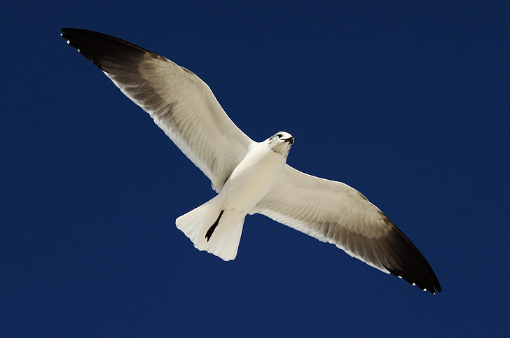 bird, ocean, sky, sea, flying, seagull, wing