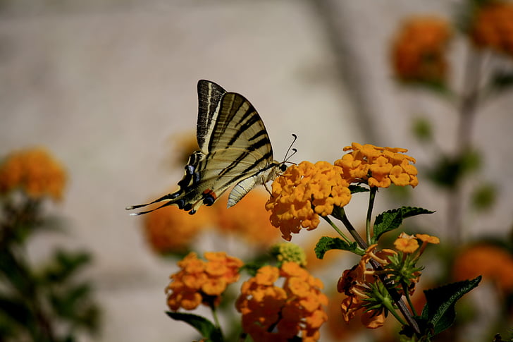 motýl, květiny, oranžová, zahrada