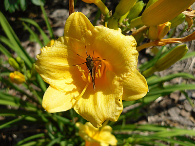 σκώρος, έντομο, bug, λουλούδι, Κίτρινο, λουλούδια