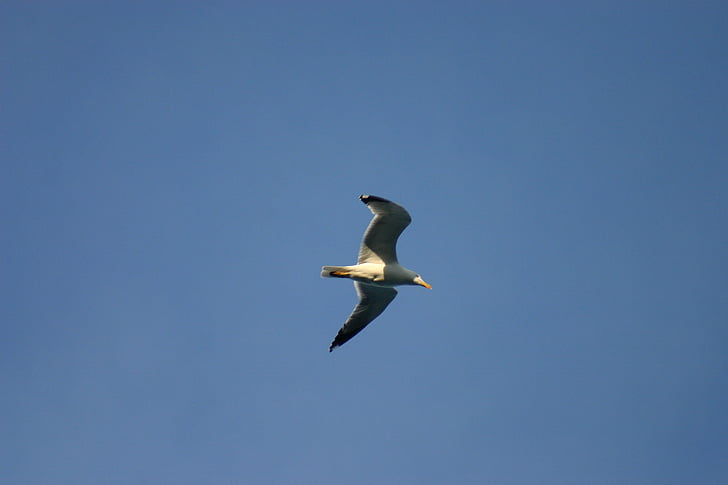 seagull, silhouette, bird, fly